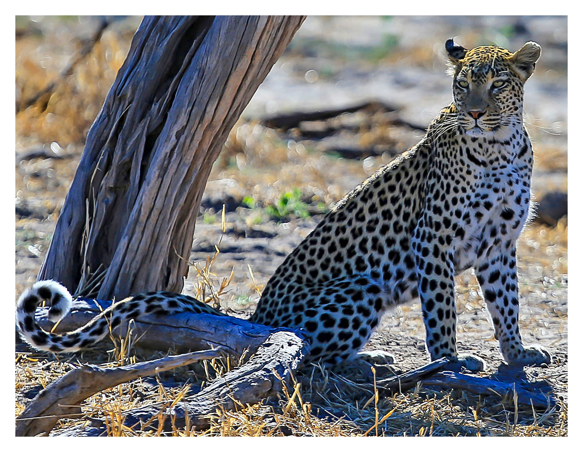 Stunning photographs of Ron Cooper's African Safari....